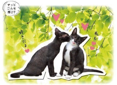画像／2018年４月号『春は猫もソワソワ、ワクワク猫の恋劇場』