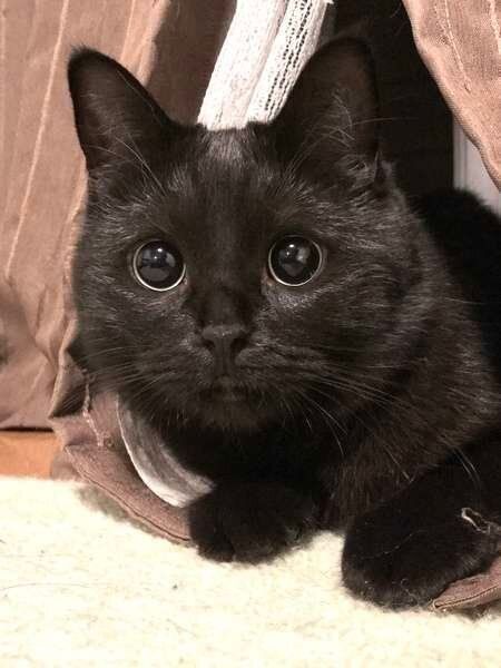 スコティッシュフォールドのニャアちゃん、くりくりおめめ！