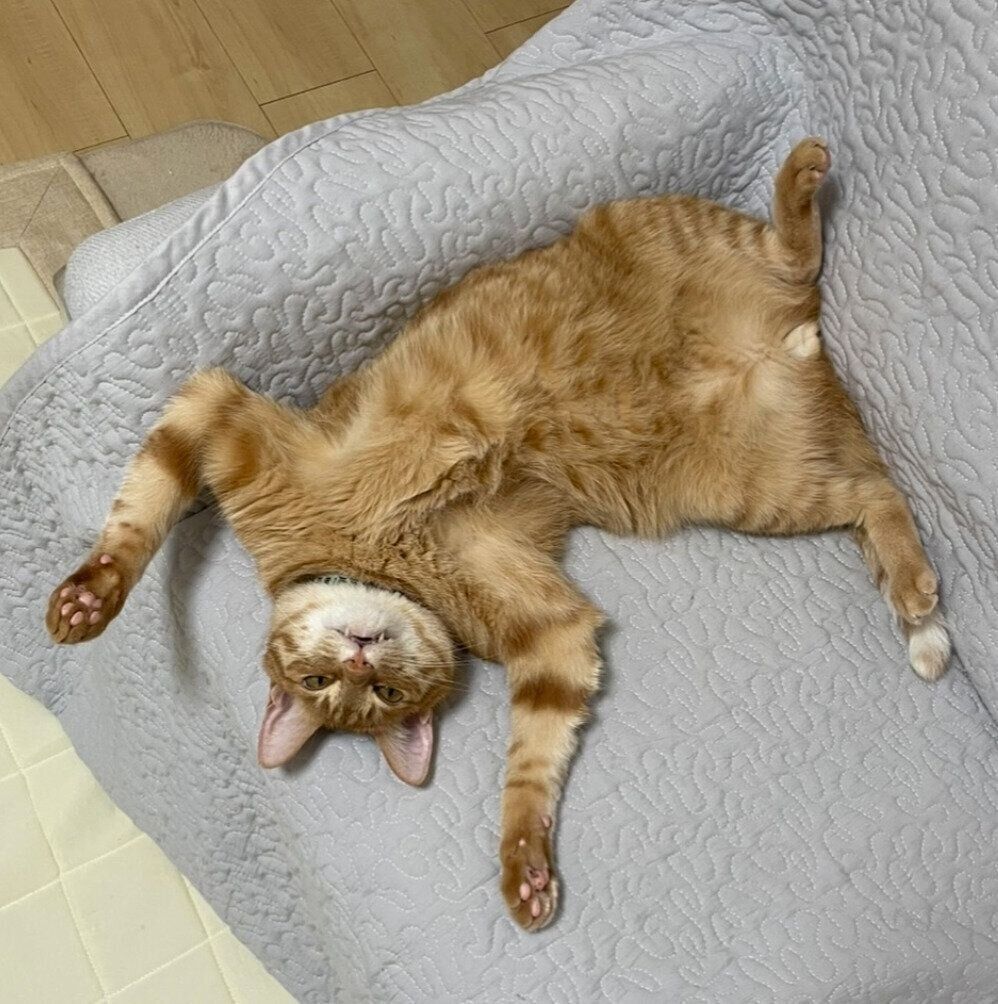 ヘソ天するうにくん