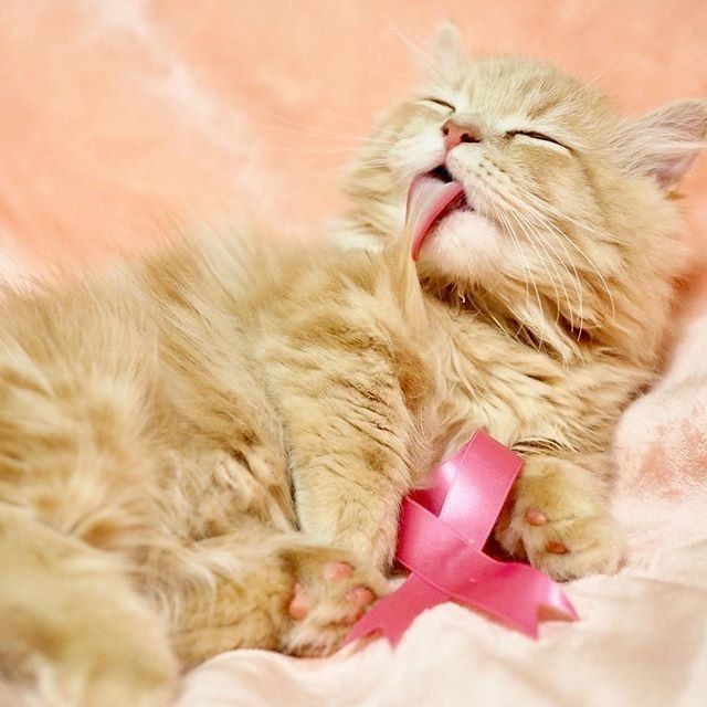 キンカローのノンちゃん