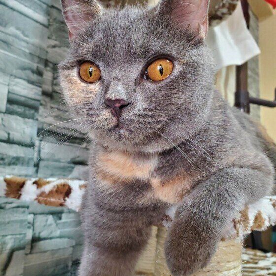 ブリティッシュショートヘアのリーちゃん♪