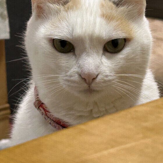 不機嫌そうなミケ猫