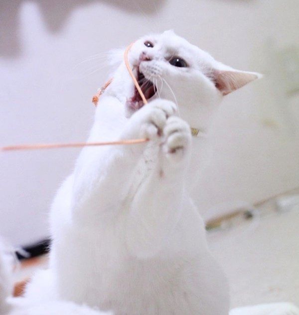 ワイルドな白猫