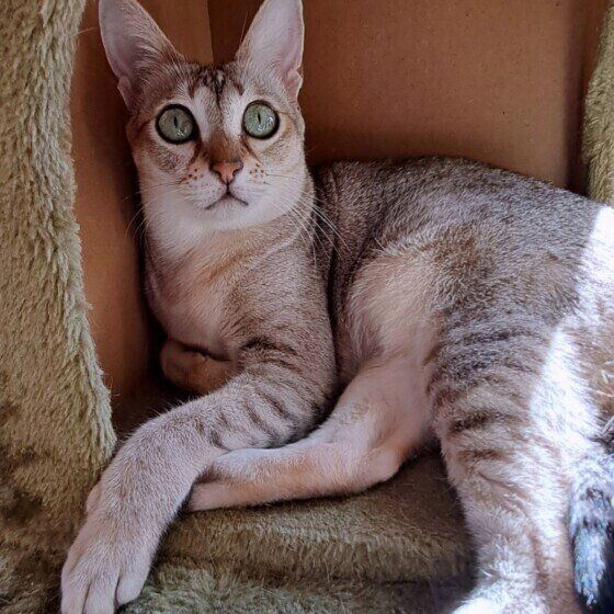 日向ぼっこをするかえでちゃん