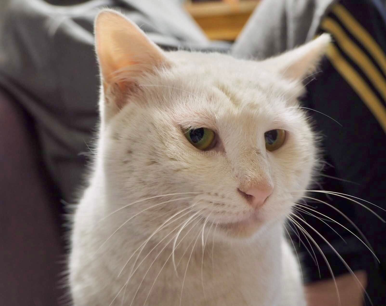 保護した当時のににちゃん