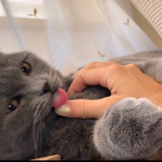 ブリティッシュショートヘアの利助くん