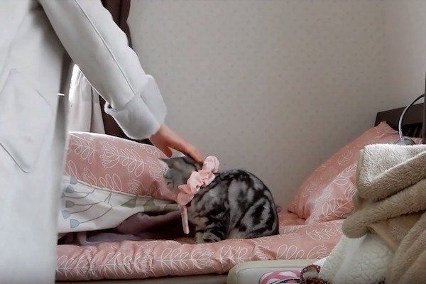 置いていかれて見張る猫