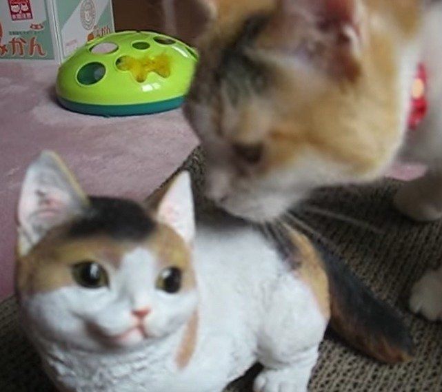 子猫の置物にビビる、うずらちゃん