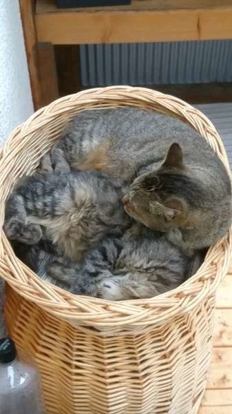 カゴの中に入って寝ているあかにゃんちゃん親子