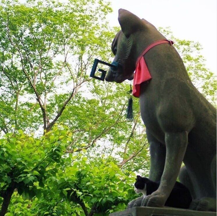 お稲荷さんの間にいる猫