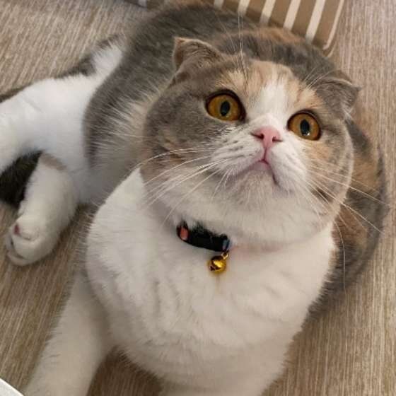 見つめるスコティッシュフォールド