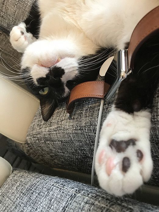 響介VSリュック〜Apple Watchをめぐる争い