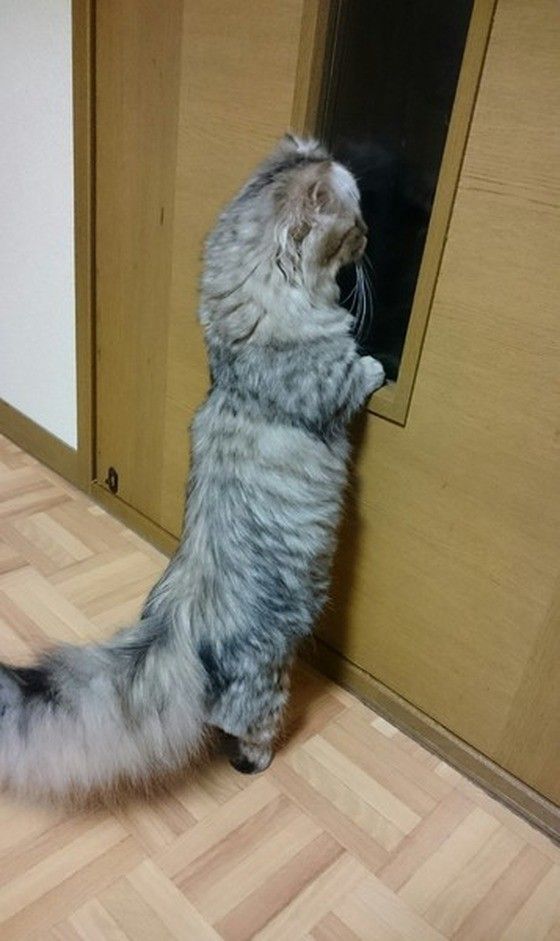 マンチカン・ロングヘアのモコちゃん