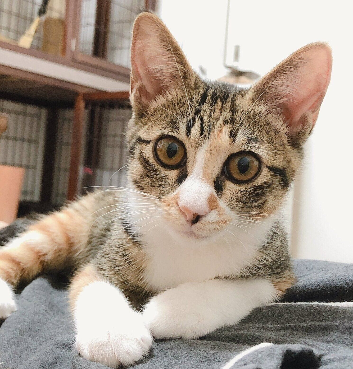 生後推定4カ月のころに撮影したナナちゃん