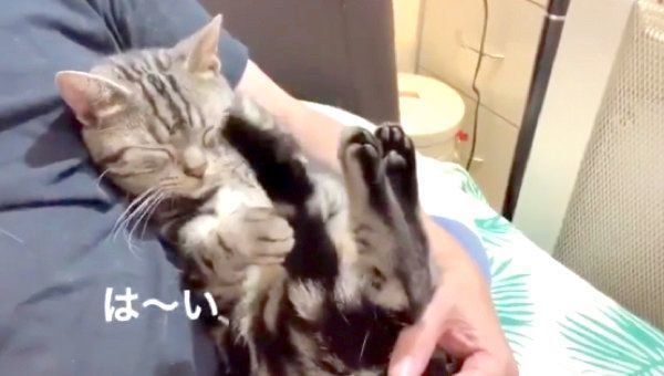 催眠術をかけるアメリカンショートヘア