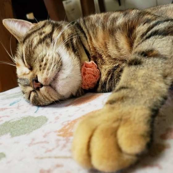 パッチドタビーのアメリカンショートヘア