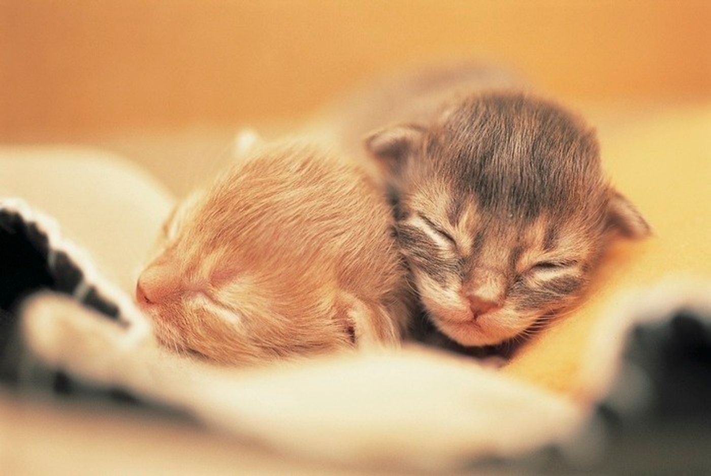 獣医師監修 授乳期の子猫を迎えたら お世話の方法や必要なグッズを解説 ねこのきもちweb Magazine 獣医師監修 授乳期の子猫を迎えたら お世話の方法や必要なグッズを解説 ねこのきもちweb Magazine