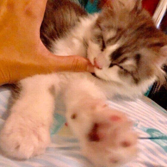 飼い主さんの指をチュパチュパするスコティッシュフォールド・ロングヘア