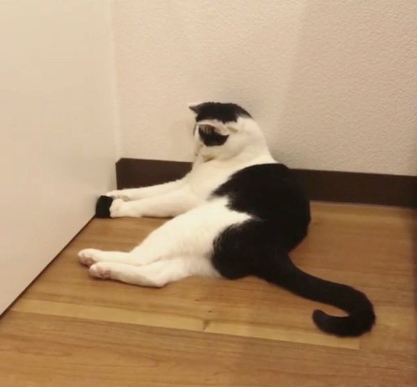 謎の遊びをする猫