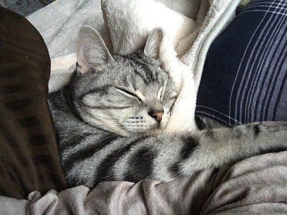 眠っているアメリカンショートヘア