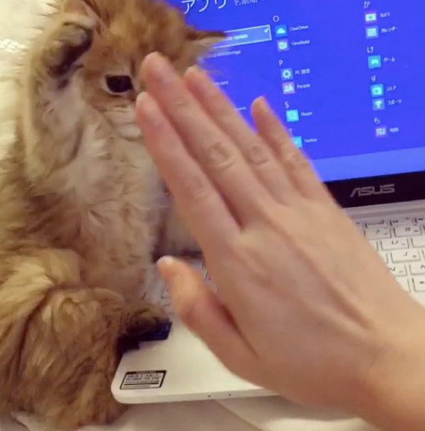 パソコンを邪魔する子猫