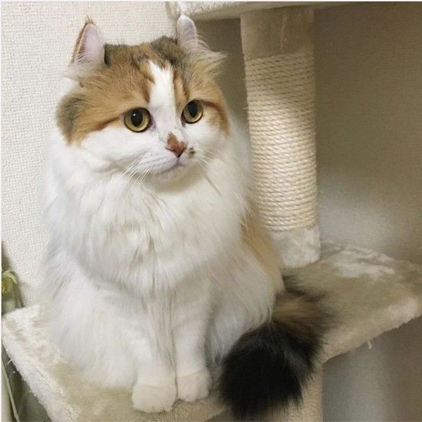 キャットタワー大好きニャンコ