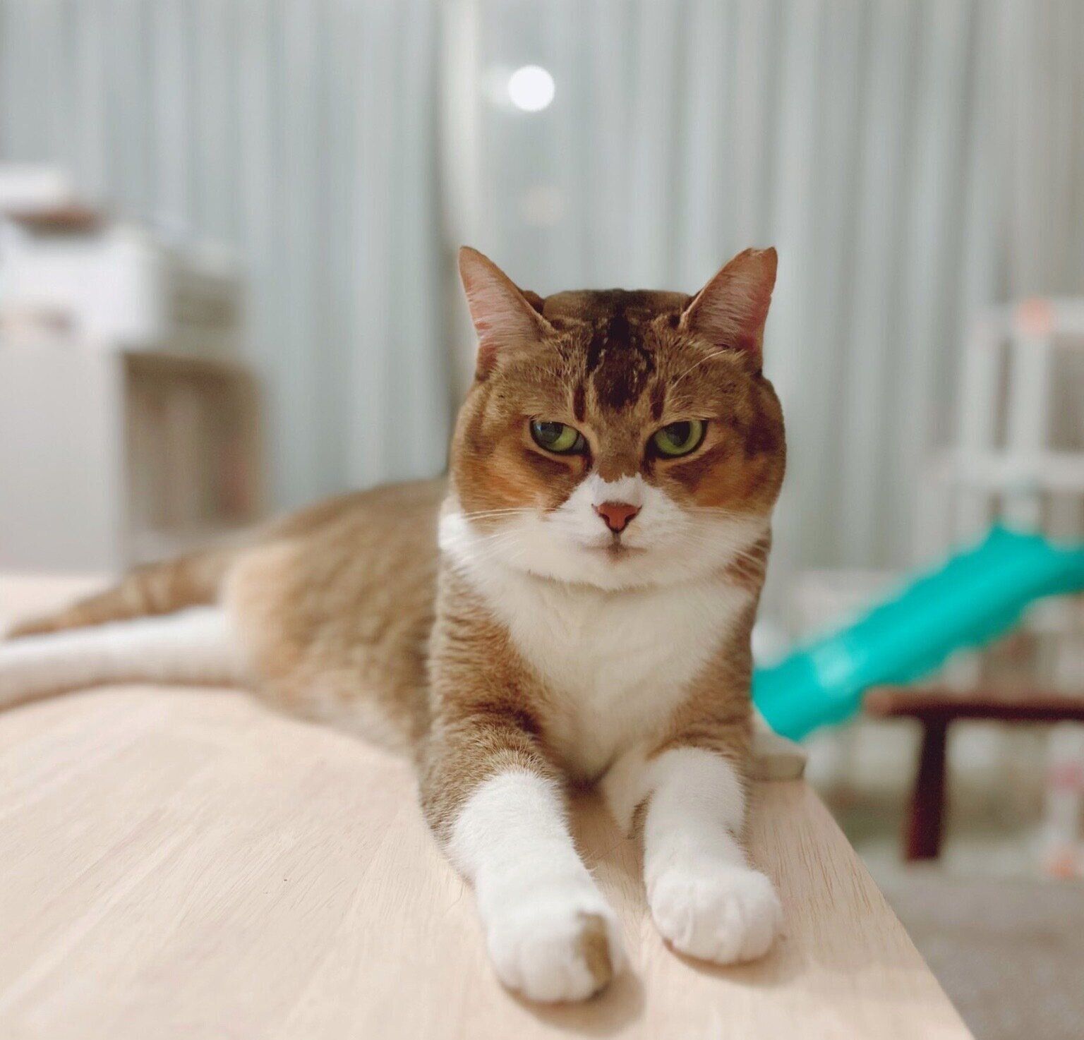 見つめるおこめちゃん