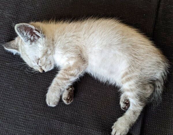 生後2カ月のしらすくん