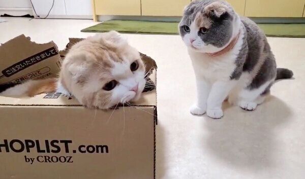 うなぎちゃんを見つめるぽんちょちゃん