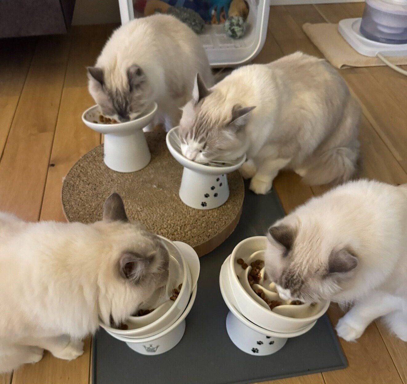 ゴハンを食べる猫たち