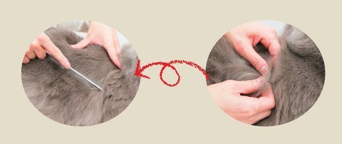 ブラッシングのポイント