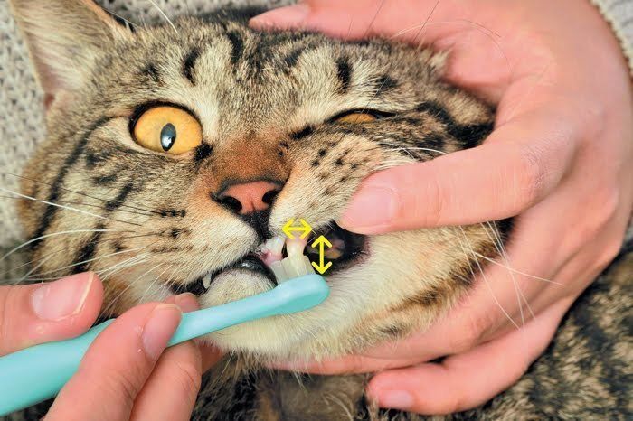 猫の前歯を磨く様子