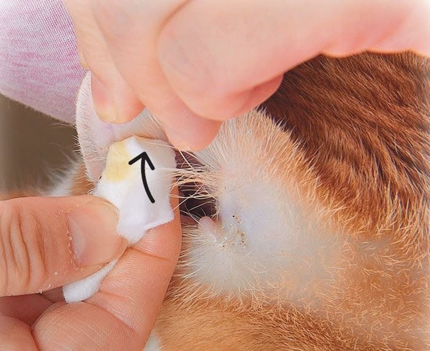 獣医師監修 猫に耳掃除は必要 頻度や方法 動画 グッズを紹介 ねこのきもちweb Magazine 獣医師監修 猫に耳掃除は必要 頻度や方法 動画 グッズを紹介 ねこのきもちweb Magazine
