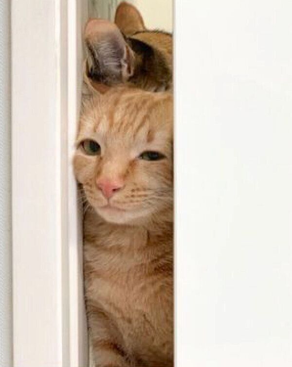 挟まるモモちゃん