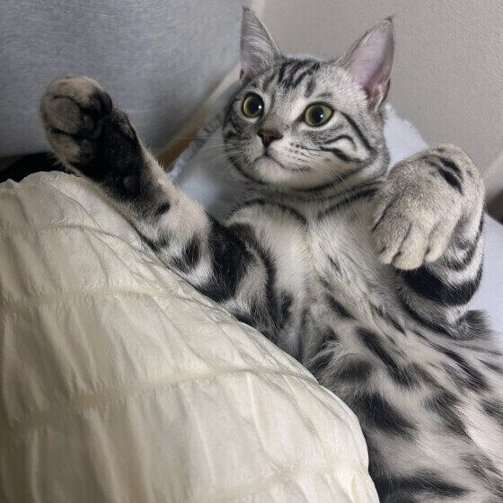 エアふみふみするアメリカンショートヘア