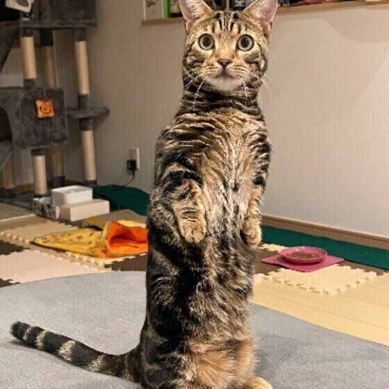 マンチカンの小虎くん