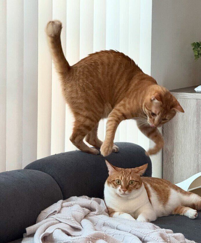 ソファの上で遊ぶ2匹の猫