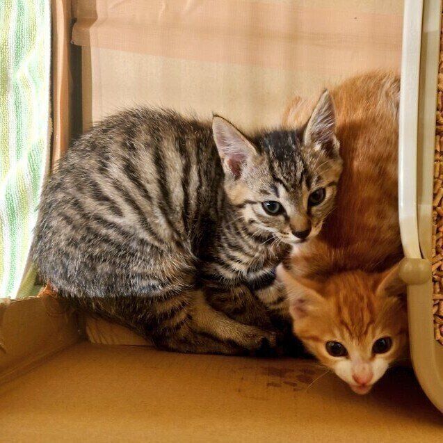 お迎え当時、ロニくんに比べてスイちゃんは体が小さかったのだとか