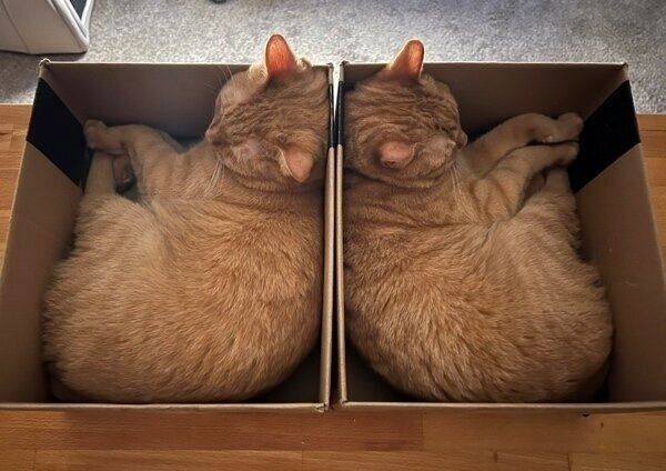 箱の中でシンクロするトラくんとコテツくん