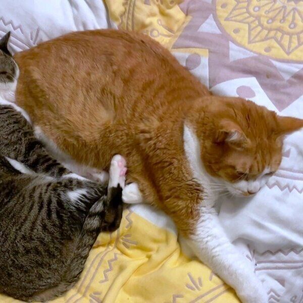 マナくんの「ケツ吸い」をすることちゃん