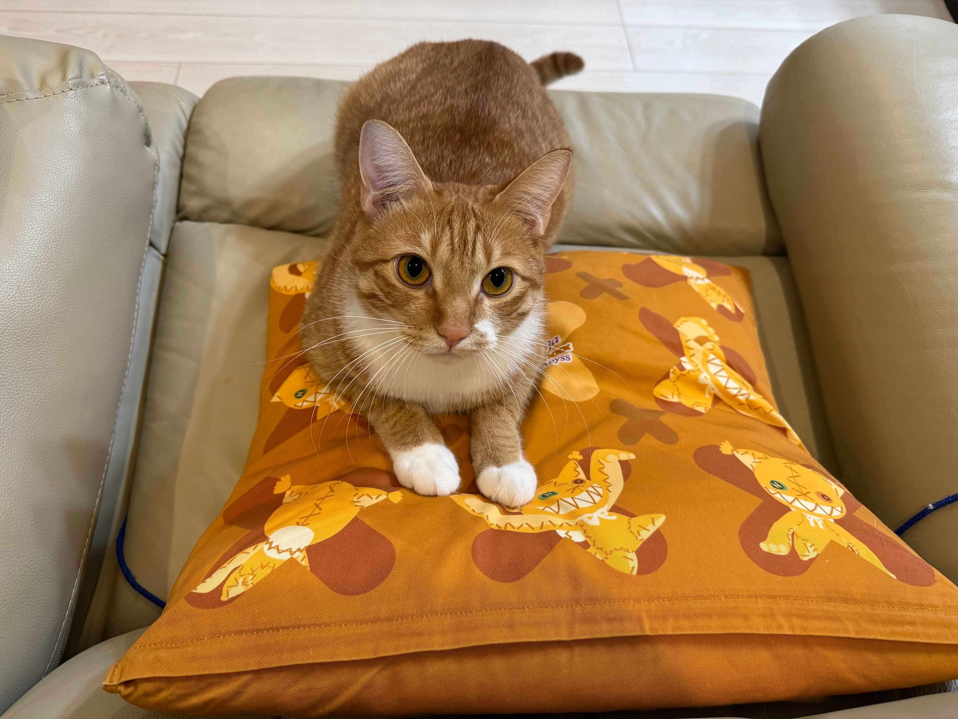 「飛びかかる5秒前」として投稿されたギルくんの写真