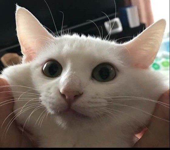 ミックスのまさむねくん