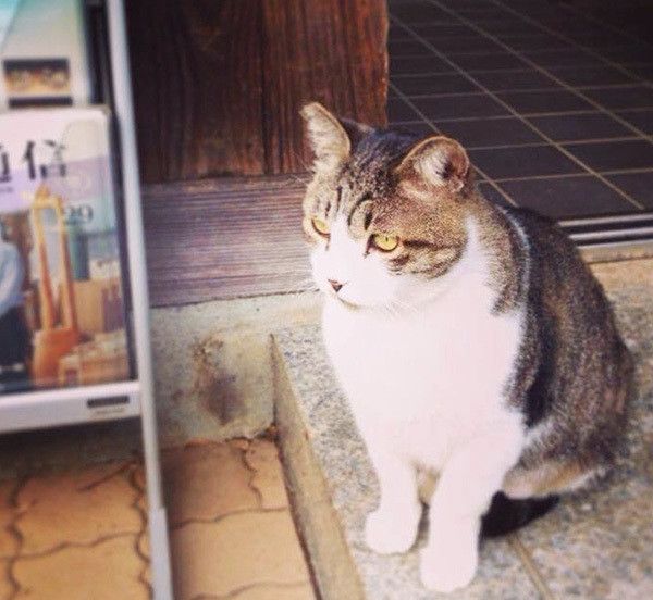 元東京芸大看板ネコ「ぴーちゃん」