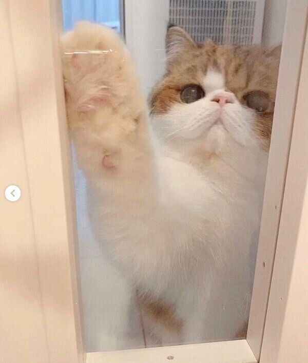 「開けろ〜」とアピールするよもぎくん