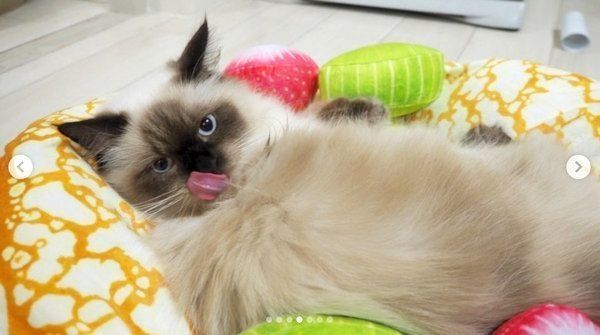 「にゃんこクレープオムレット」でくつろぐヒマラヤン