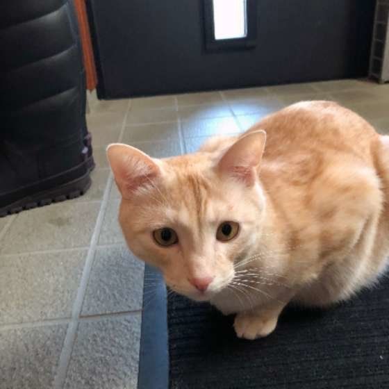 玄関まで来る猫