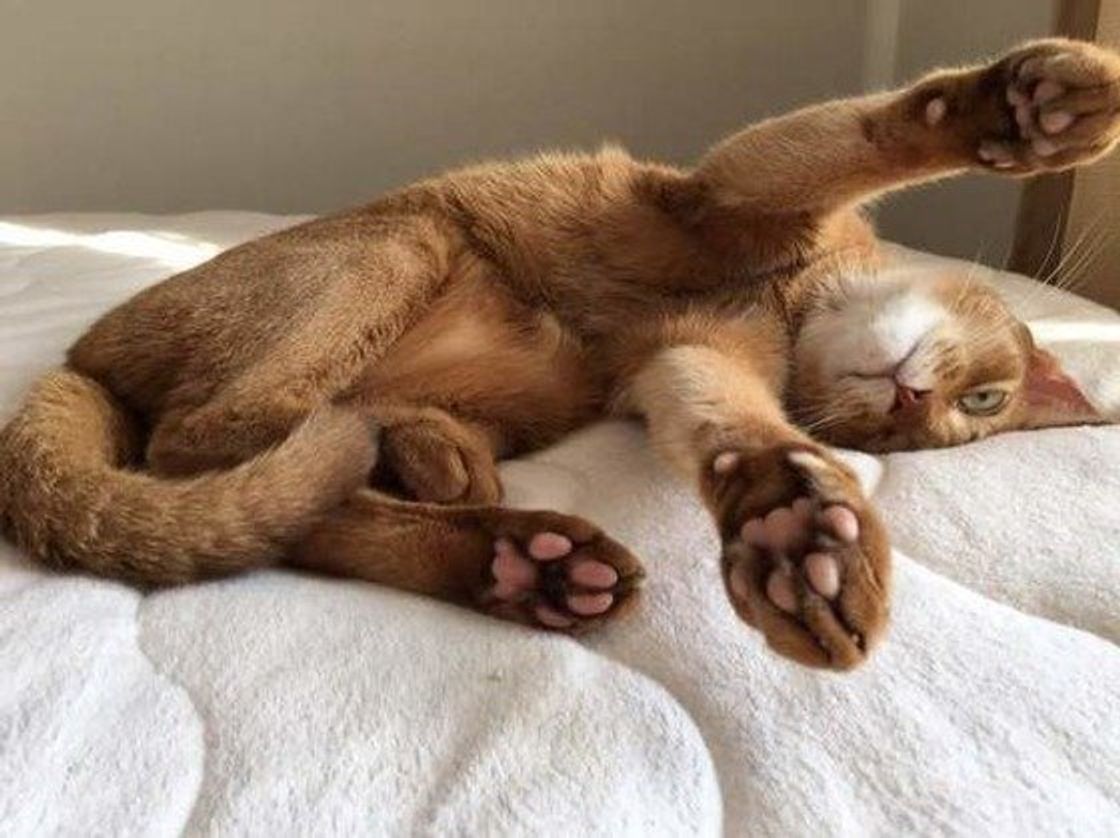 肉球はピンクって思ってませんか 猫の肉球と毛柄の関係 ねこのきもちweb Magazine 肉球はピンクって思ってませんか 猫の肉球と毛柄の関係 ねこのきもちweb Magazine