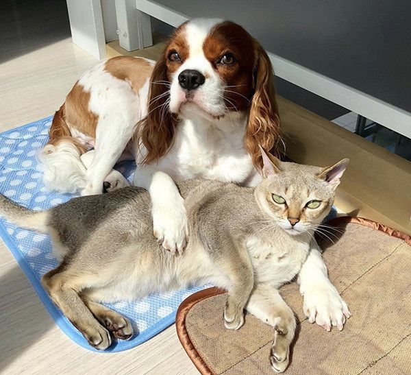 キャバリアとシンガプーラ