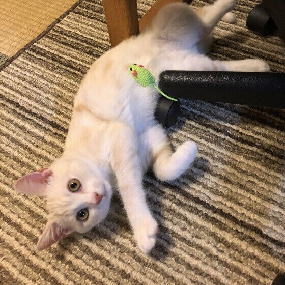 アメリカンショートヘアのちゃいくん