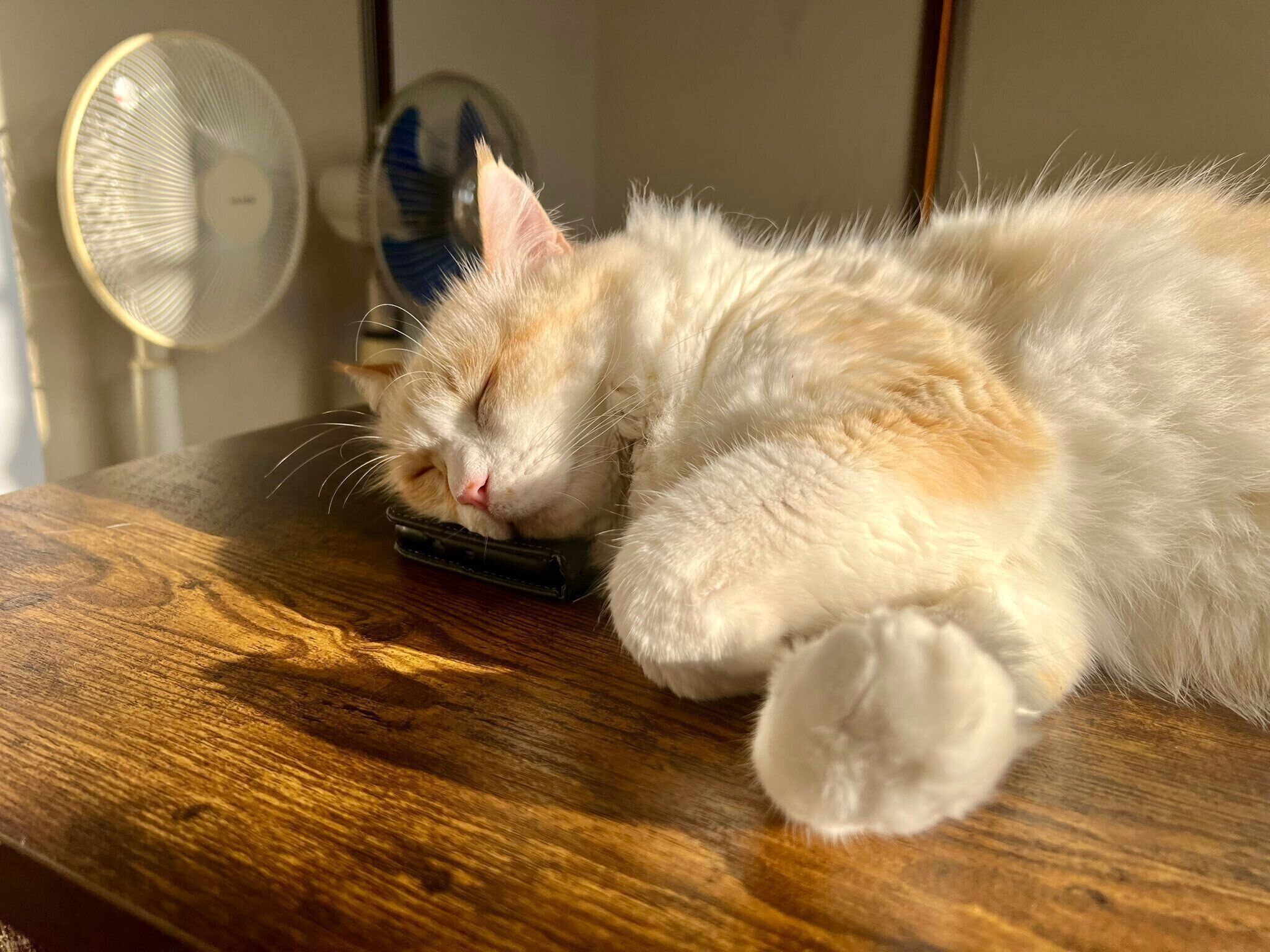 机の上で眠るいなりくんの顔